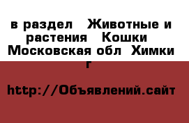  в раздел : Животные и растения » Кошки . Московская обл.,Химки г.